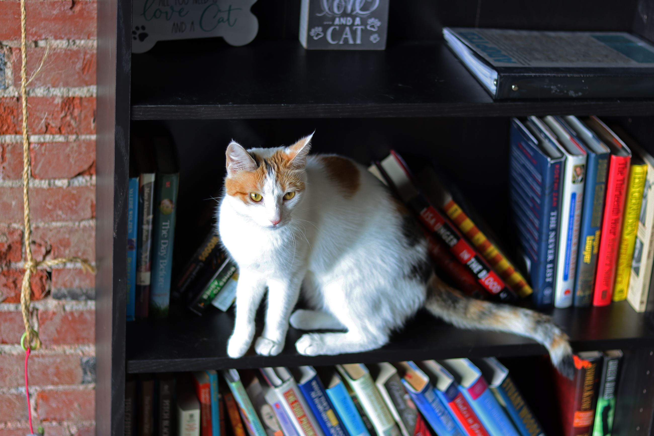 Top_10_-_Something_Pawsitive